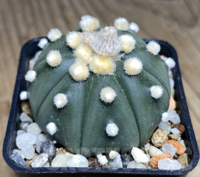 VVG30261 Astrophytum asterias 'Ooibo' - immagine 2