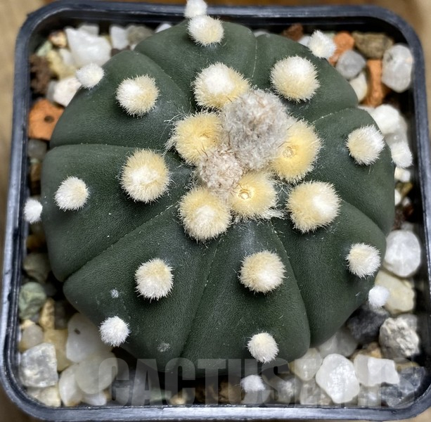 VVG30261 Astrophytum asterias 'Ooibo' - immagine 3