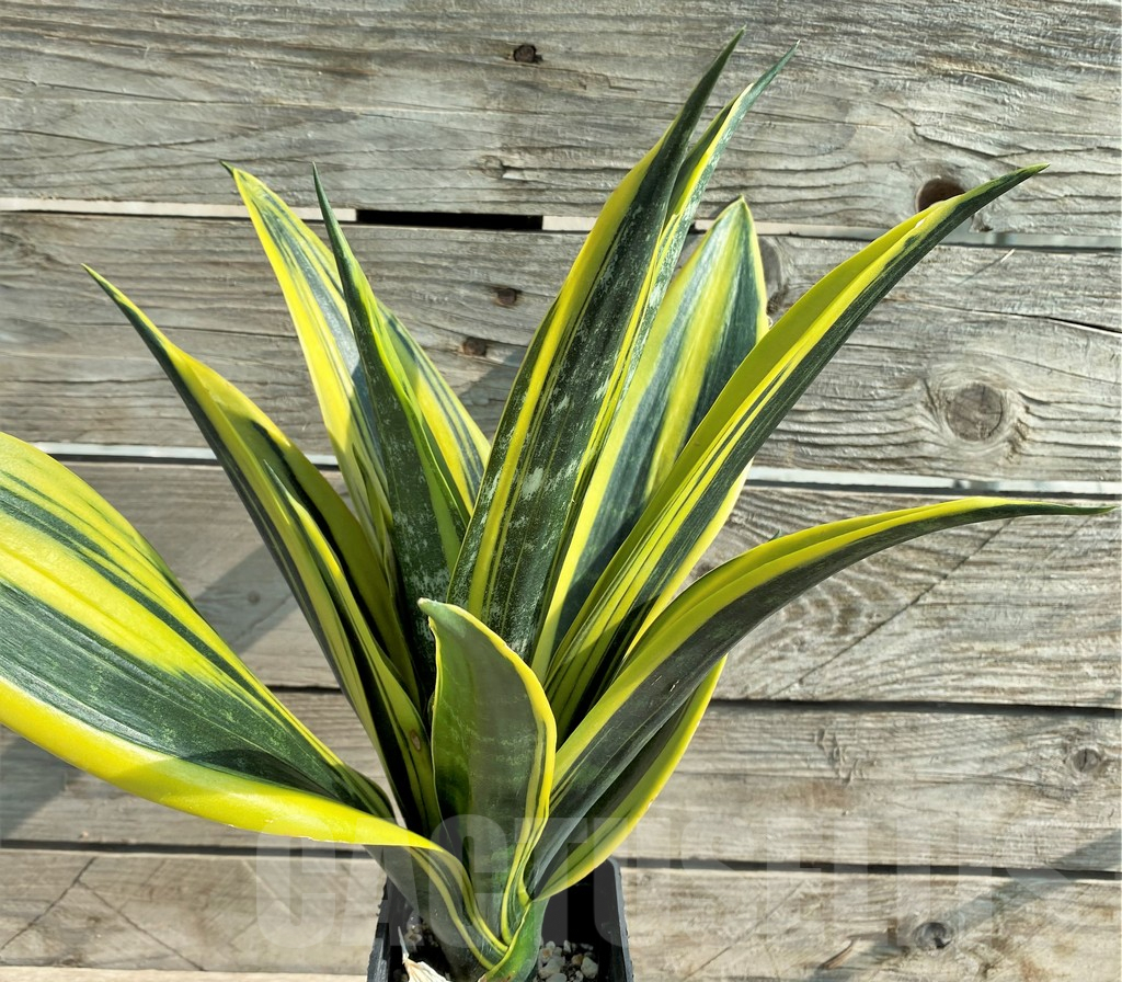 SHPR30314 Sansevieria trifasciata ‘Golden Flame’ - Obrázek 2