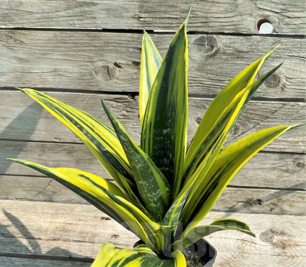 SHPR30314 Sansevieria trifasciata ‘Golden Flame’