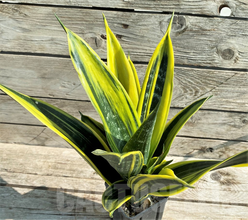 SHPR30314 Sansevieria trifasciata ‘Golden Flame’ - Obrázek 3