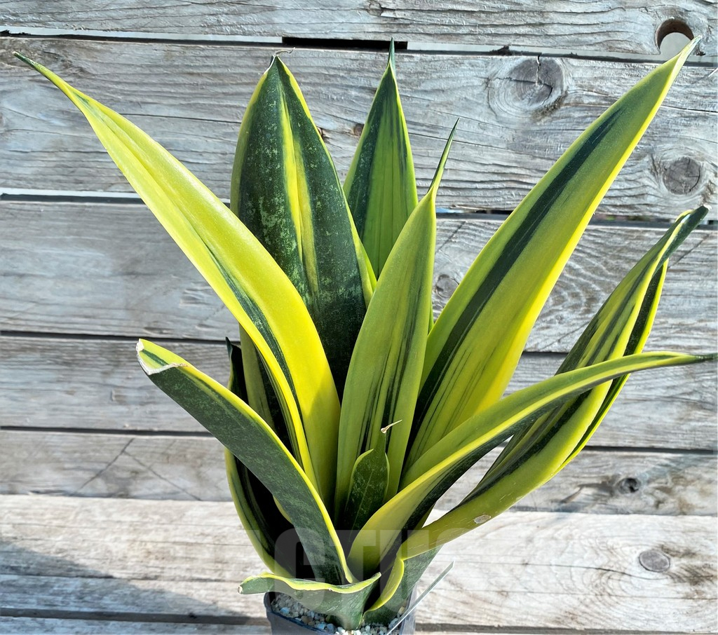 SHPR22090 Sansevieria 'Golden Flame'