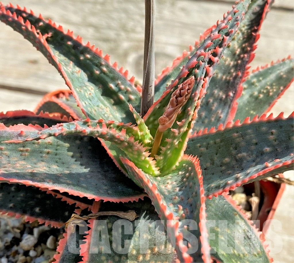 LOT723 10 SEEDS Aloe 'Christmas Carol' 2024
