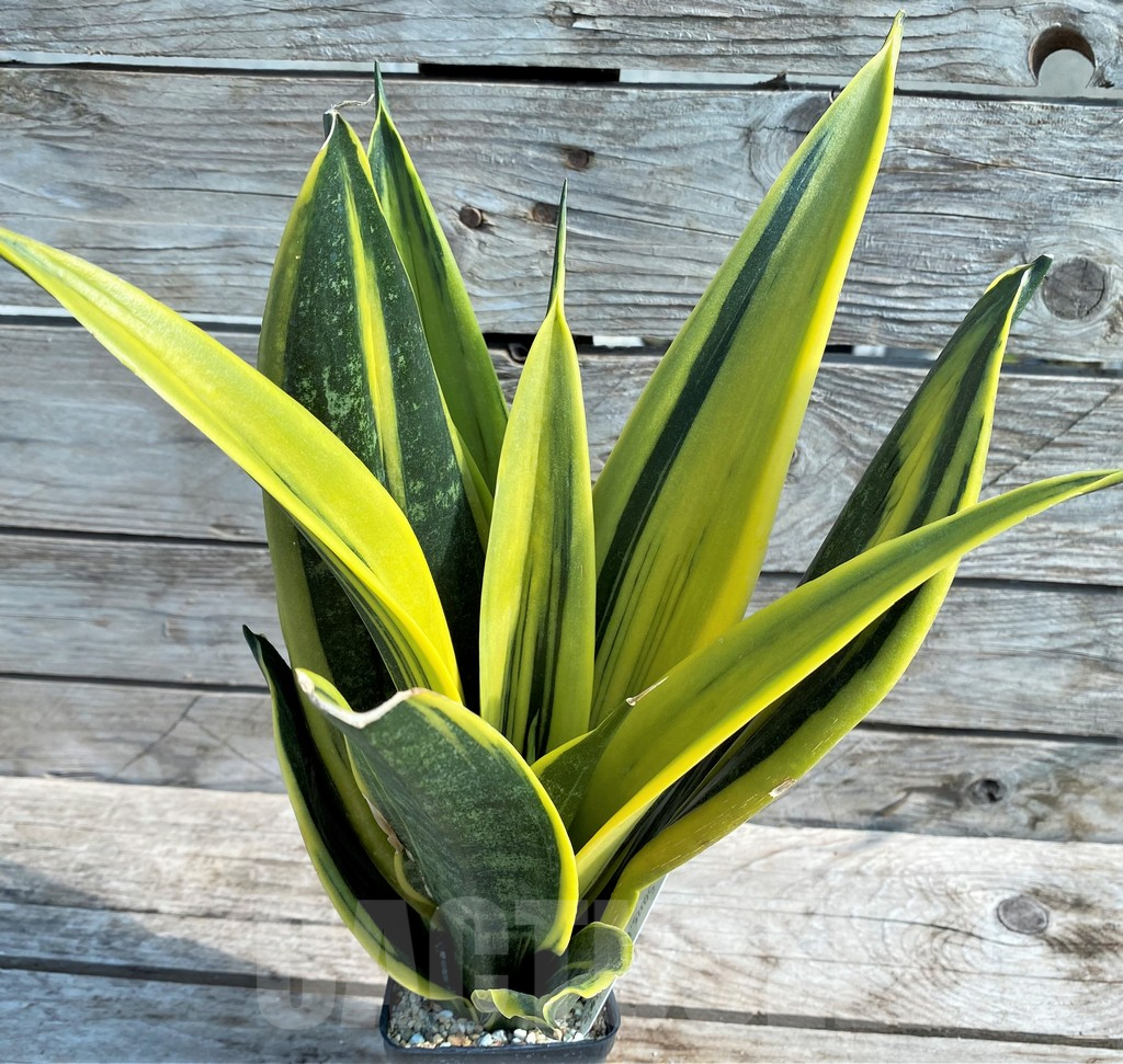 SHPR22090 Sansevieria 'Golden Flame' – Bild 2