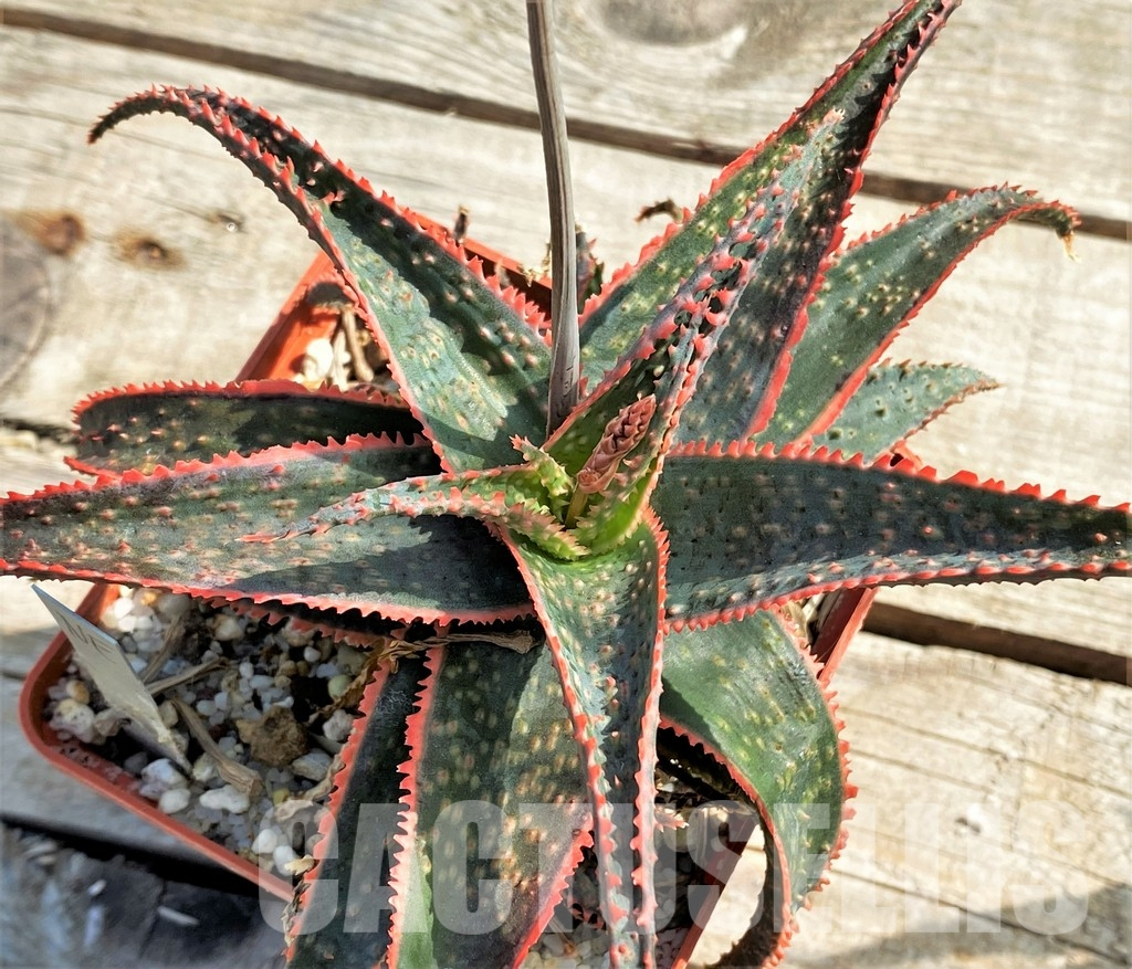 LOT723 10 SEEDS Aloe 'Christmas Carol' 2024 - Image 2