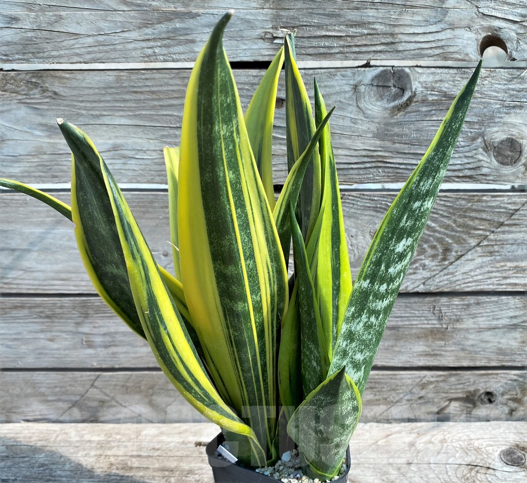 SHPR22090 Sansevieria 'Golden Flame' – Bild 3
