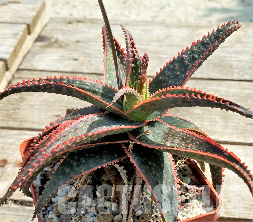 LOT723 10 SEEDS Aloe 'Christmas Carol' 2024 - Image 3