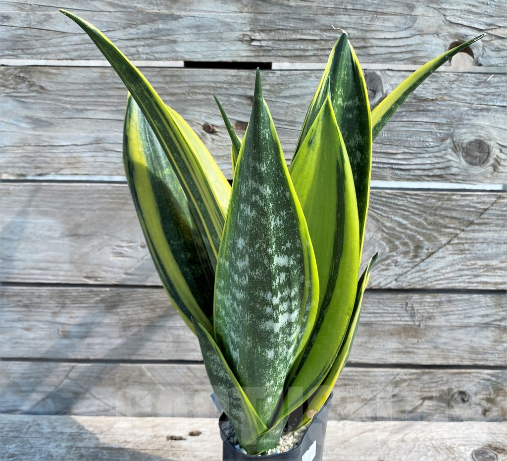 SHPR22090 Sansevieria 'Golden Flame' – Bild 4