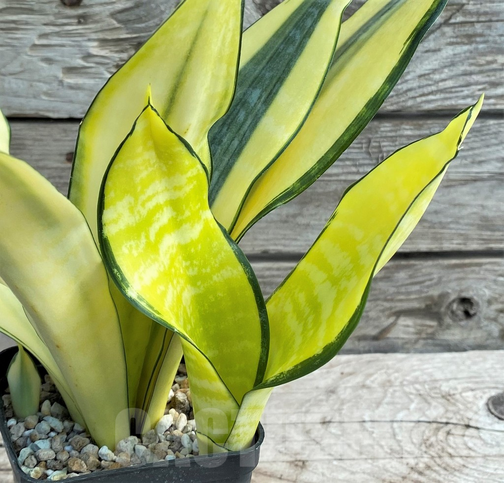 SHPR30316 Sansevieria 'Asahi'