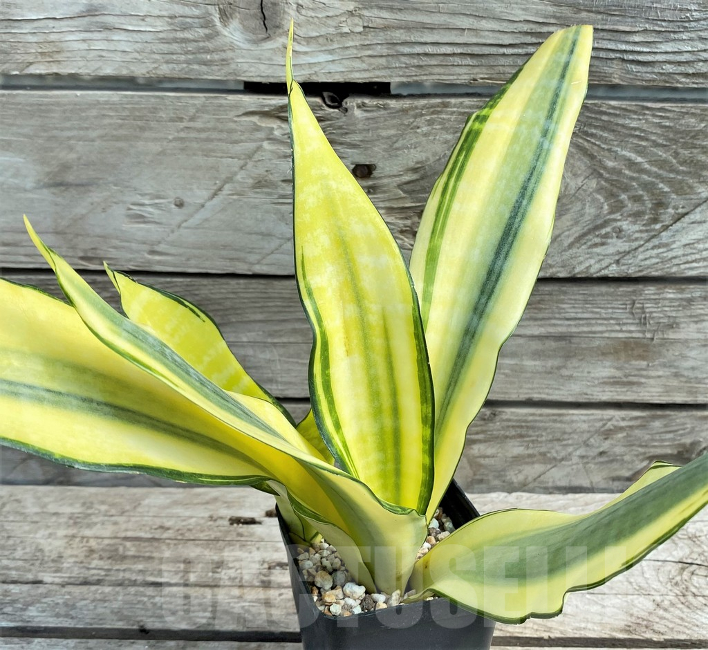 SHPR30316 Sansevieria 'Asahi' - Image 2