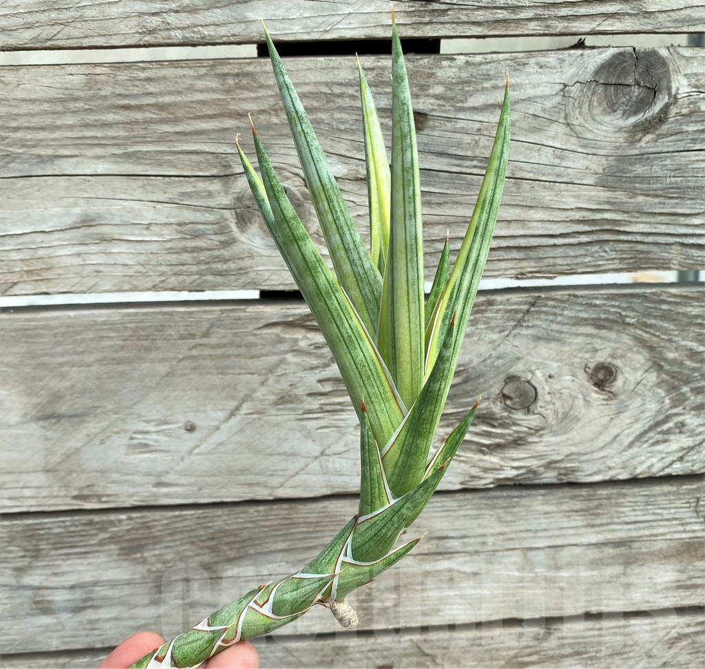 SHPR30320 Sansevieria Francisii f. variegata, cuted - immagine 3