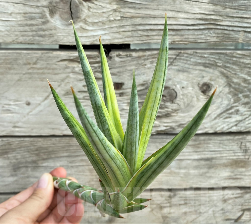 SHPR30320 Sansevieria Francisii f. variegata, cuted