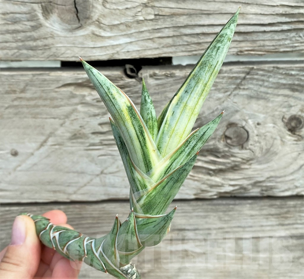 SHPRE30321 Sansevieria ‘Blue Clone’, cuted