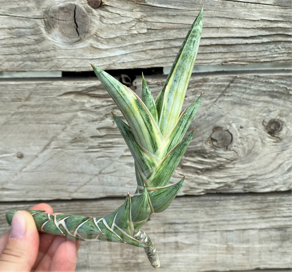 SHPRE30321 Sansevieria ‘Blue Clone’, cuted - 画像 (2)