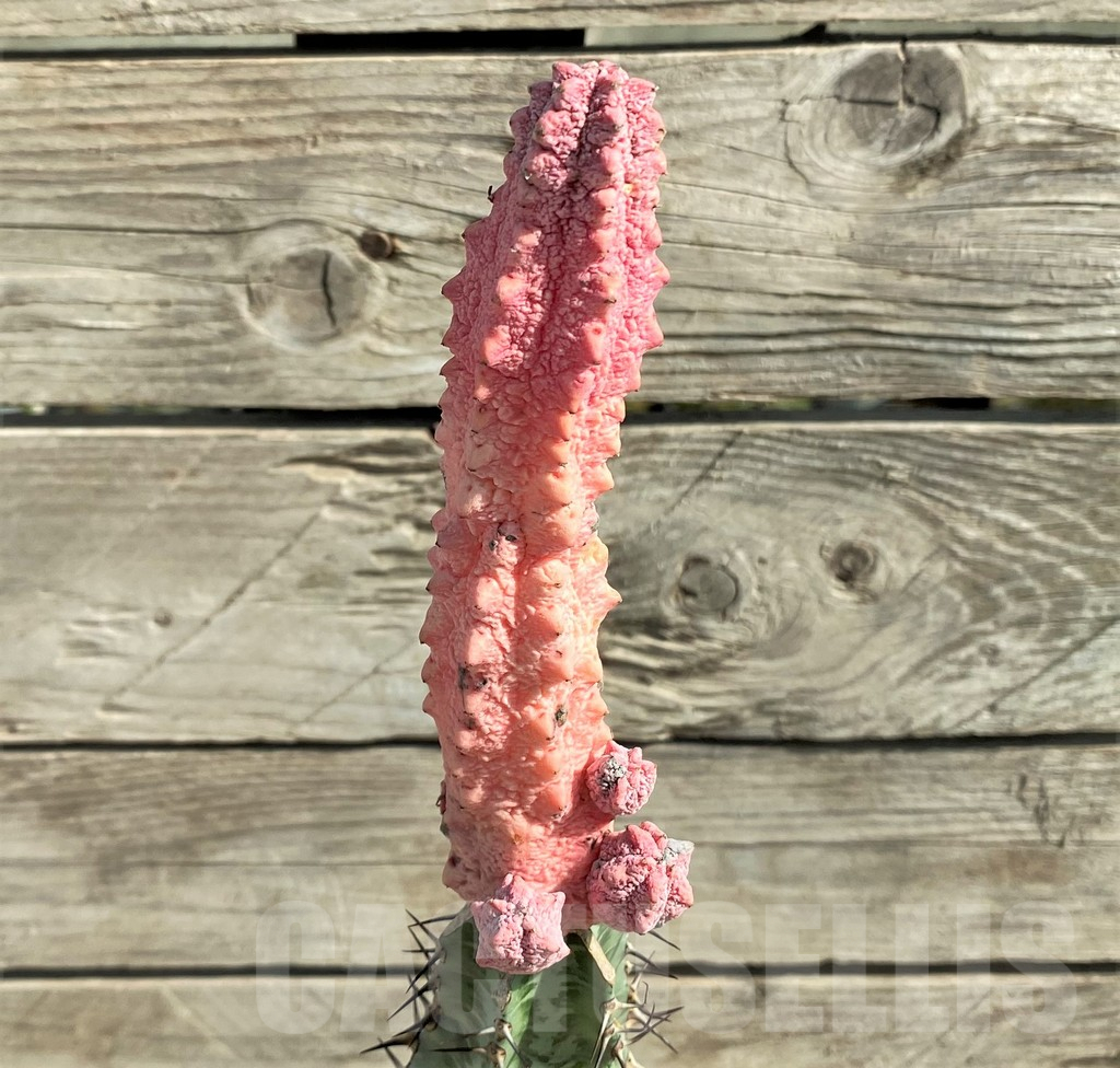 SHPR30338 Euphorbia abdelkuri ‘Damask’, grafted - Зображення 2