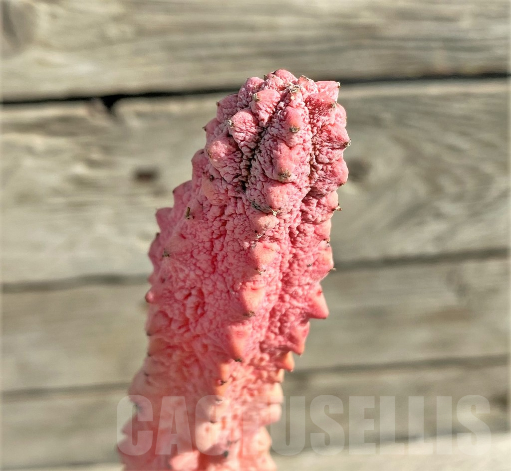 SHPR30338 Euphorbia abdelkuri ‘Damask’, grafted