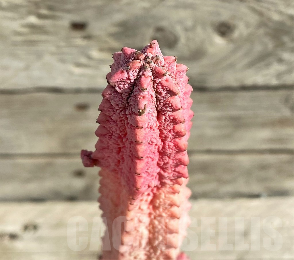 SHPR30342 Euphorbia abdelkuri ‘Damask’, grafted