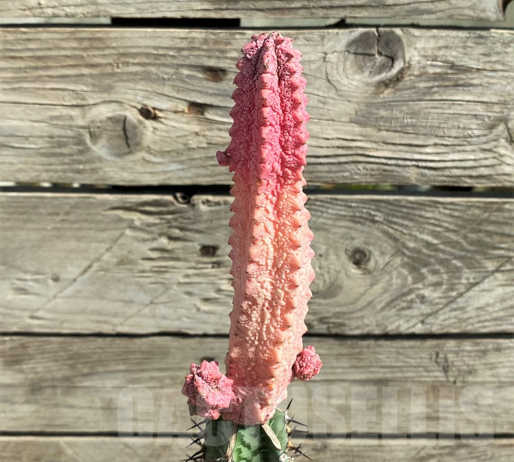 SHPR30342 Euphorbia abdelkuri ‘Damask’, grafted - Image 2