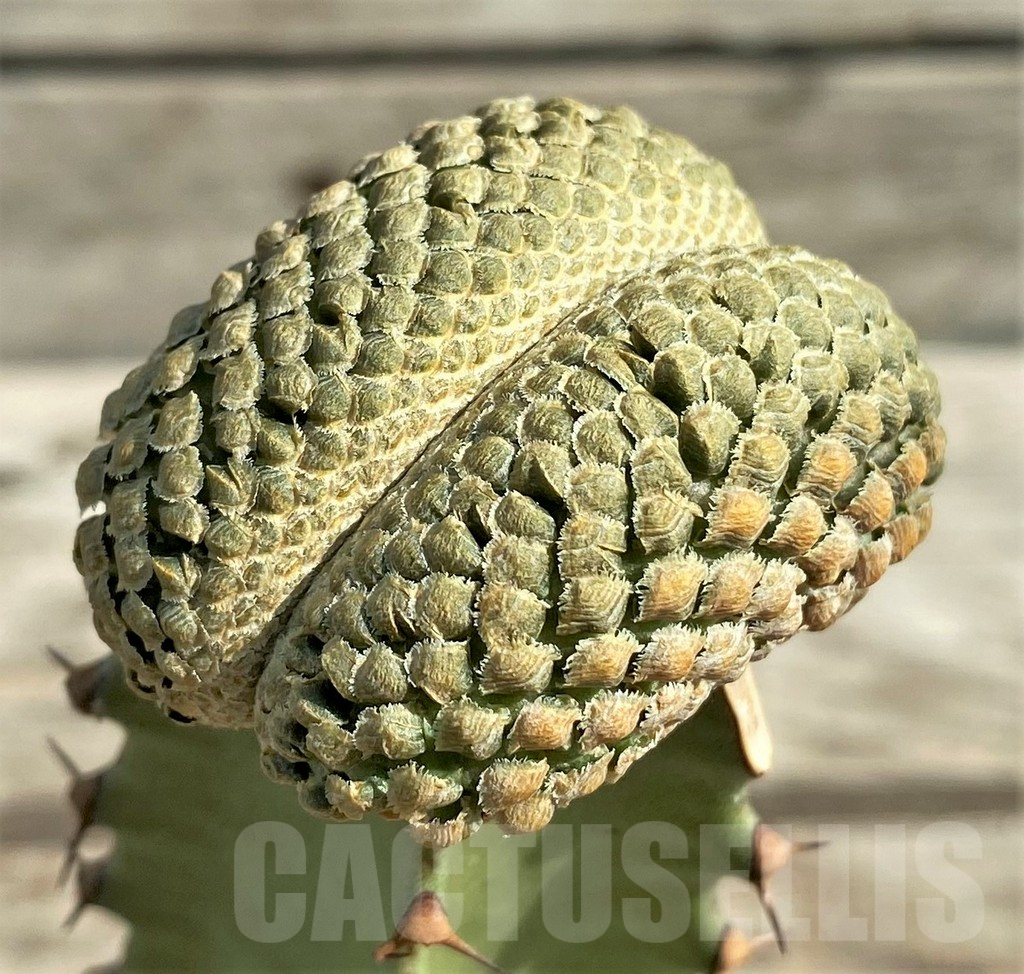 SHPR30345 Euphorbia piscidermis f. cristata, grafted