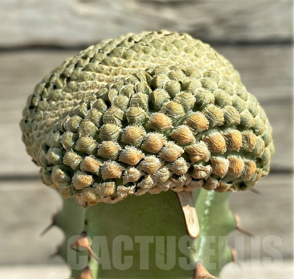 SHPR30345 Euphorbia piscidermis f. cristata, grafted - Image 2