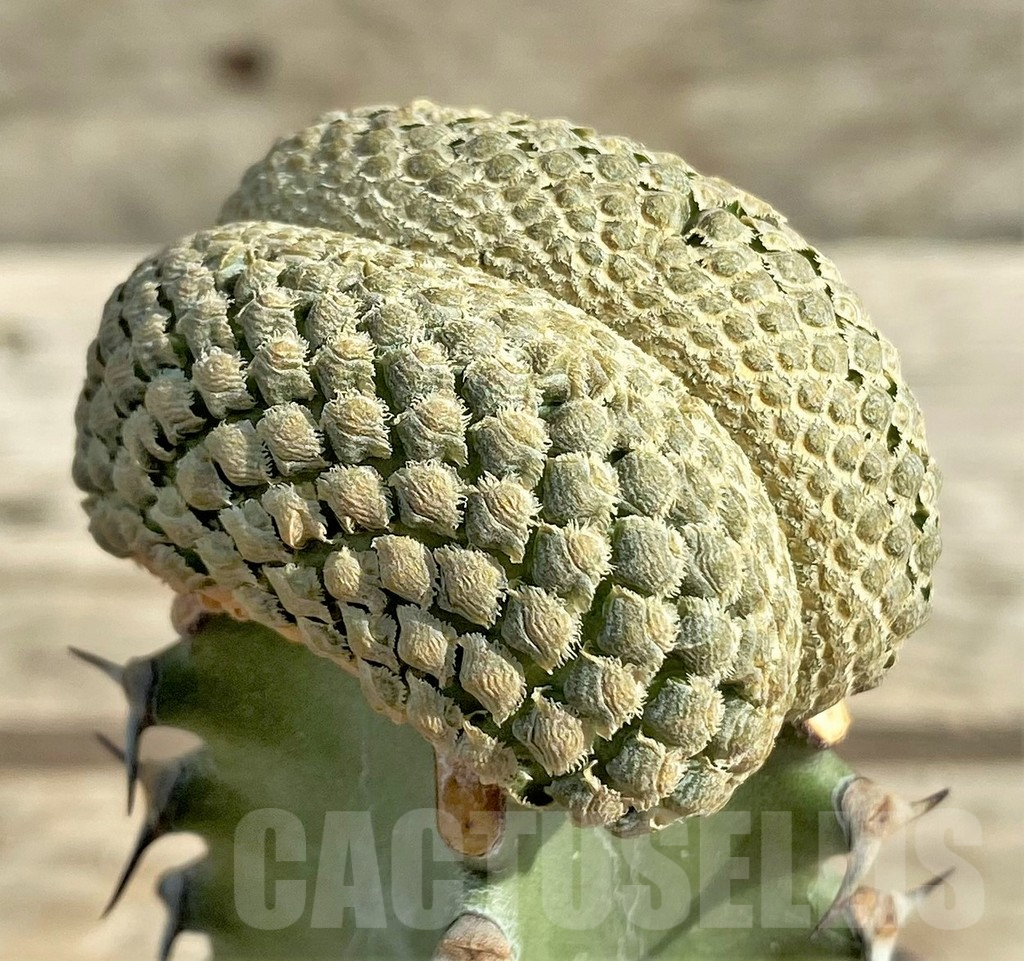 SHPR30347 Euphorbia piscidermis f. cristata, grafted - Image 2