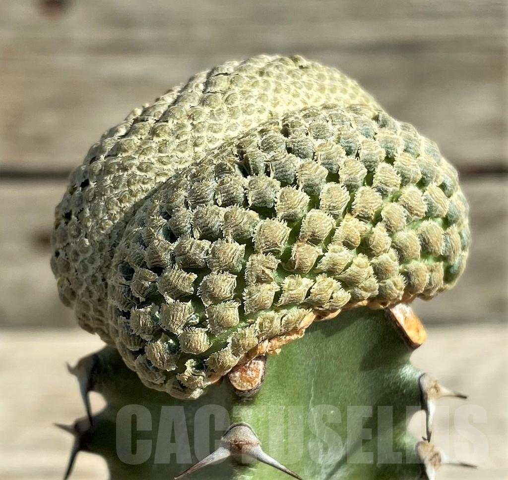 SHPR30347 Euphorbia piscidermis f. cristata, grafted