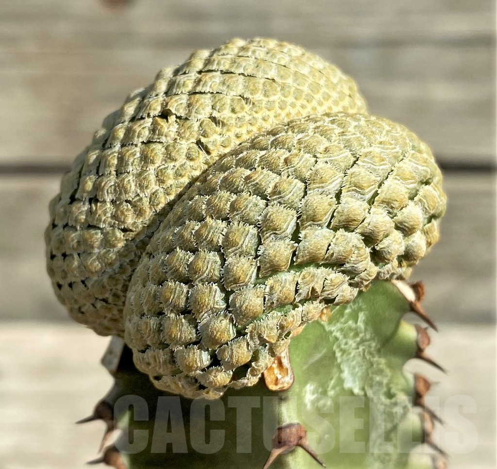 SHPR30348 Euphorbia piscidermis f. cristata, grafted