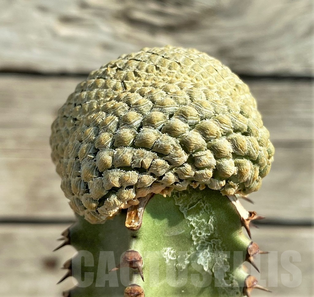 SHPR30348 Euphorbia piscidermis f. cristata, grafted - Image 2