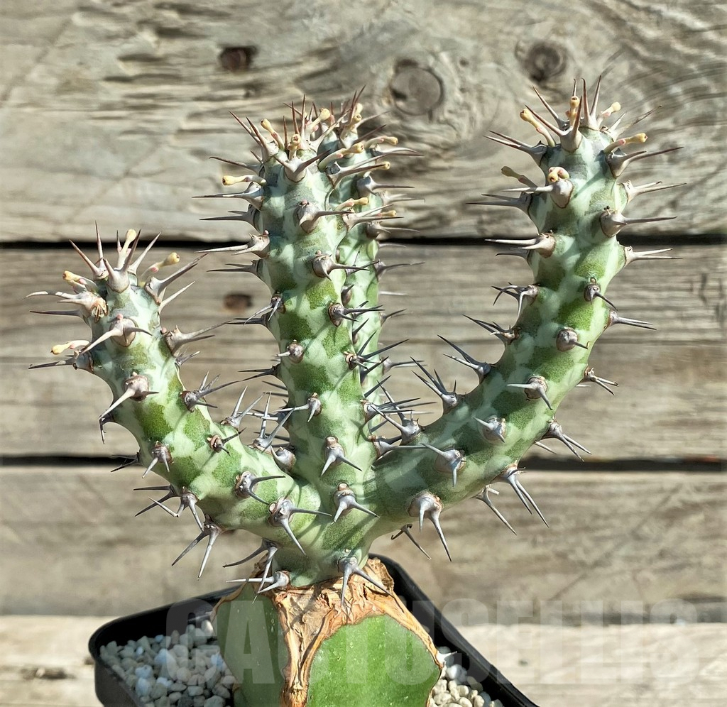 SHPR30353 Euphorbia horwoodii, grafted - Image 2