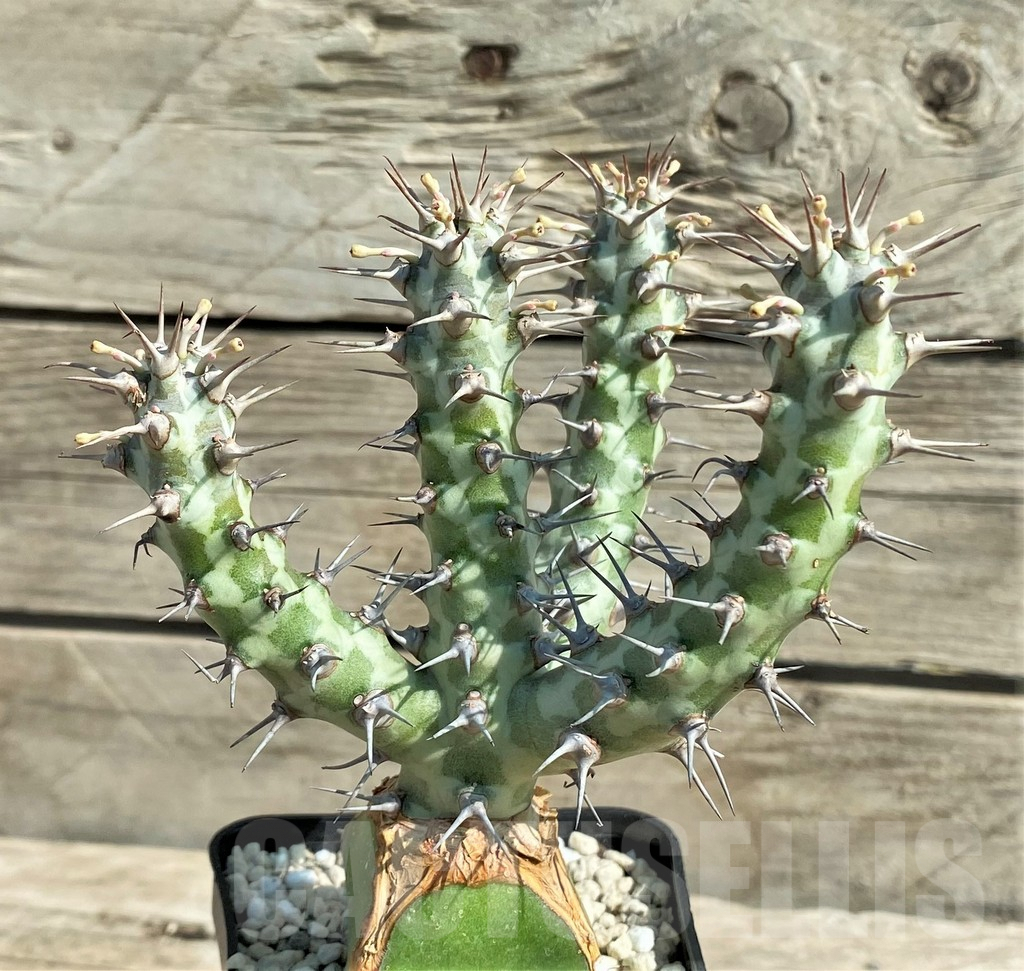 SHPR30353 Euphorbia horwoodii, grafted