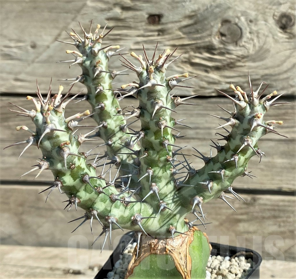 SHPR30353 Euphorbia horwoodii, grafted - Image 3
