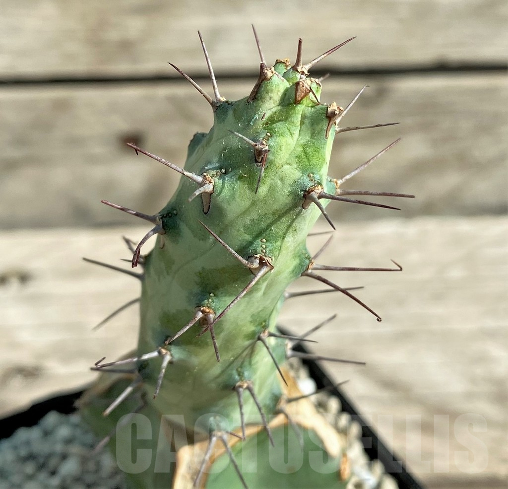 SHPR30360 Euphorbia sp. Cap Guardafui, grafted