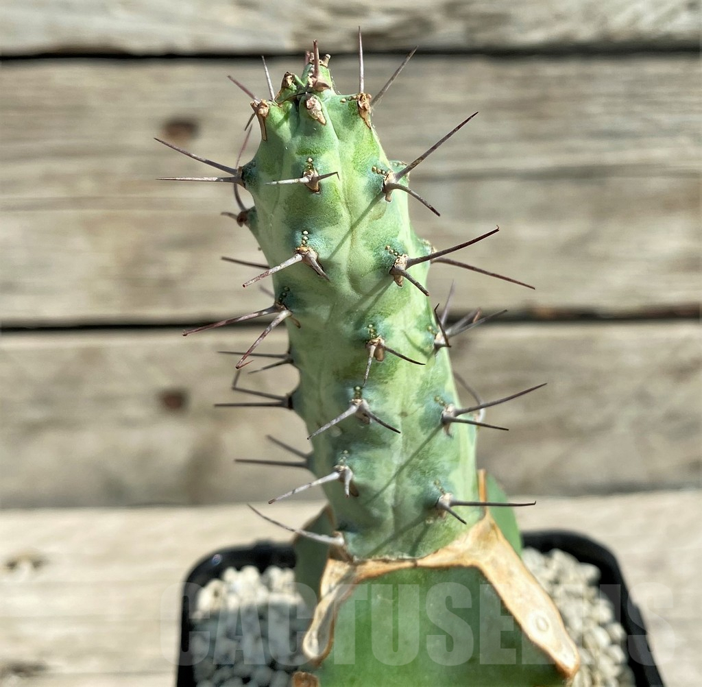 SHPR30360 Euphorbia sp. Cap Guardafui, grafted - Image 2