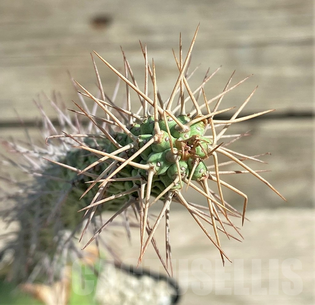 SHPR30365 Euphorbia inaequispina, grafted