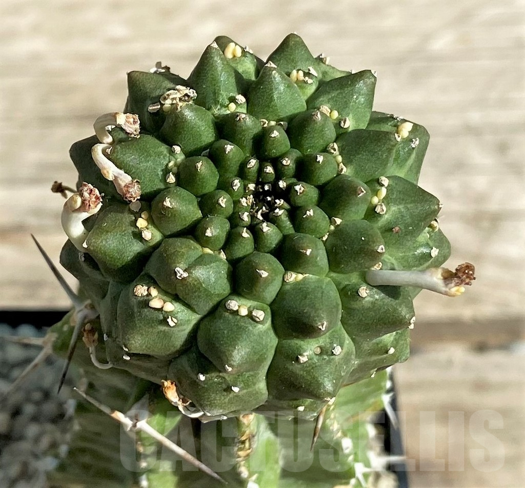 SHPR30367 Euphorbia gymnocalycioides, grafted