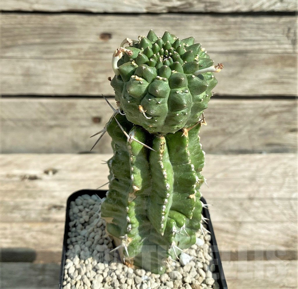 SHPR30367 Euphorbia gymnocalycioides, grafted – Bild 2