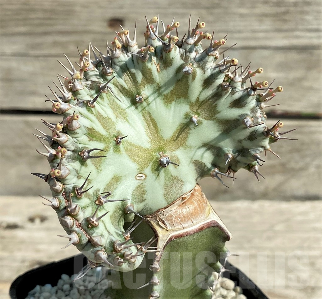 SHPR30375 Euphorbia horwoodii f. cristata, grafted