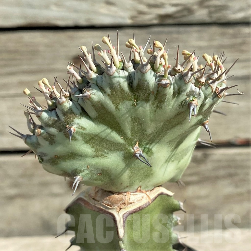 SHPR30375 Euphorbia horwoodii f. cristata, grafted - Image 2