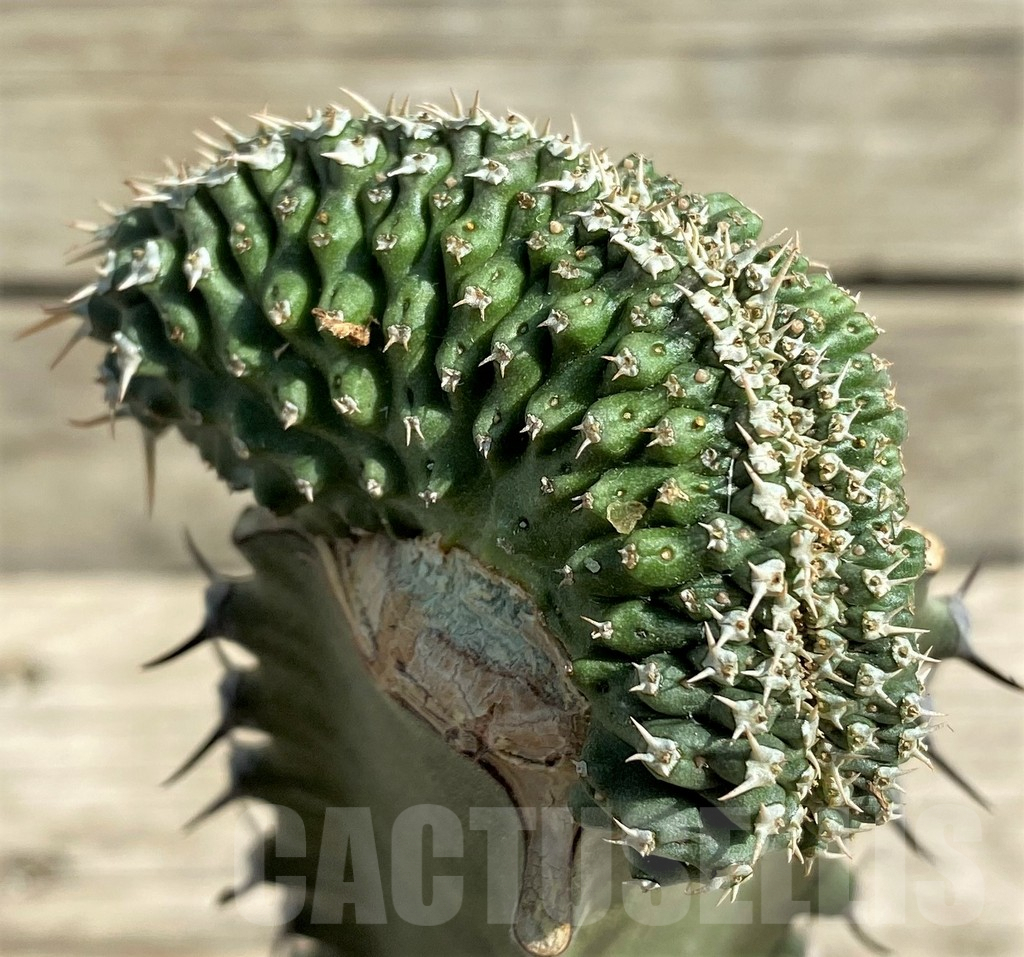 SHPR30378 Euphorbia phillipsioides f. cristata, grafted