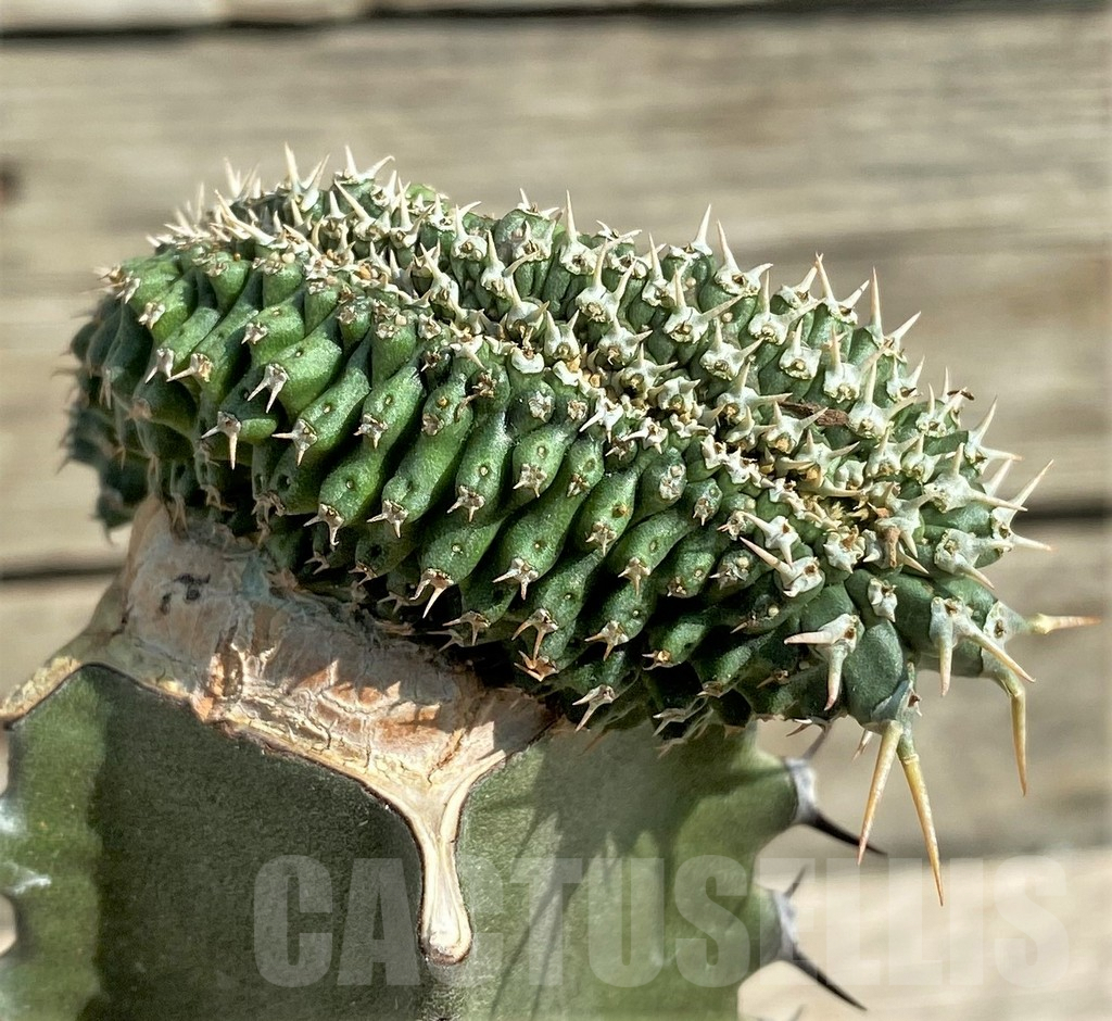 SHPR30378 Euphorbia phillipsioides f. cristata, grafted - Image 2