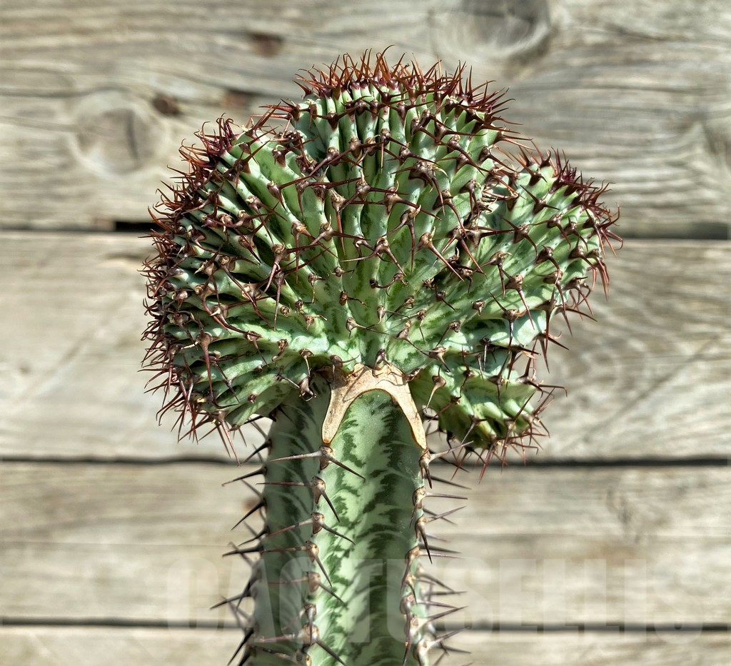 SHPR30386 Euphorbia confinalis f. cristata, grafted - Image 3