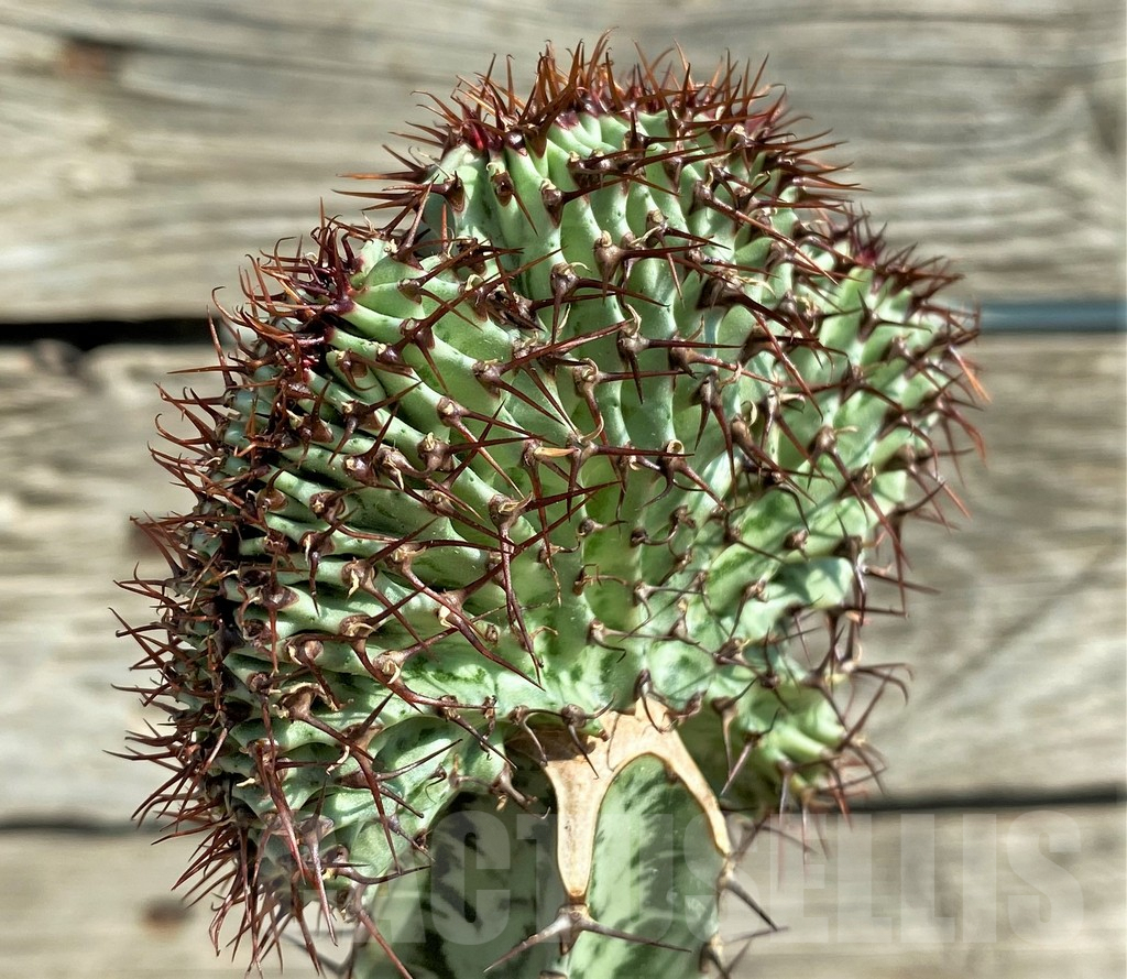 SHPR30386 Euphorbia confinalis f. cristata, grafted