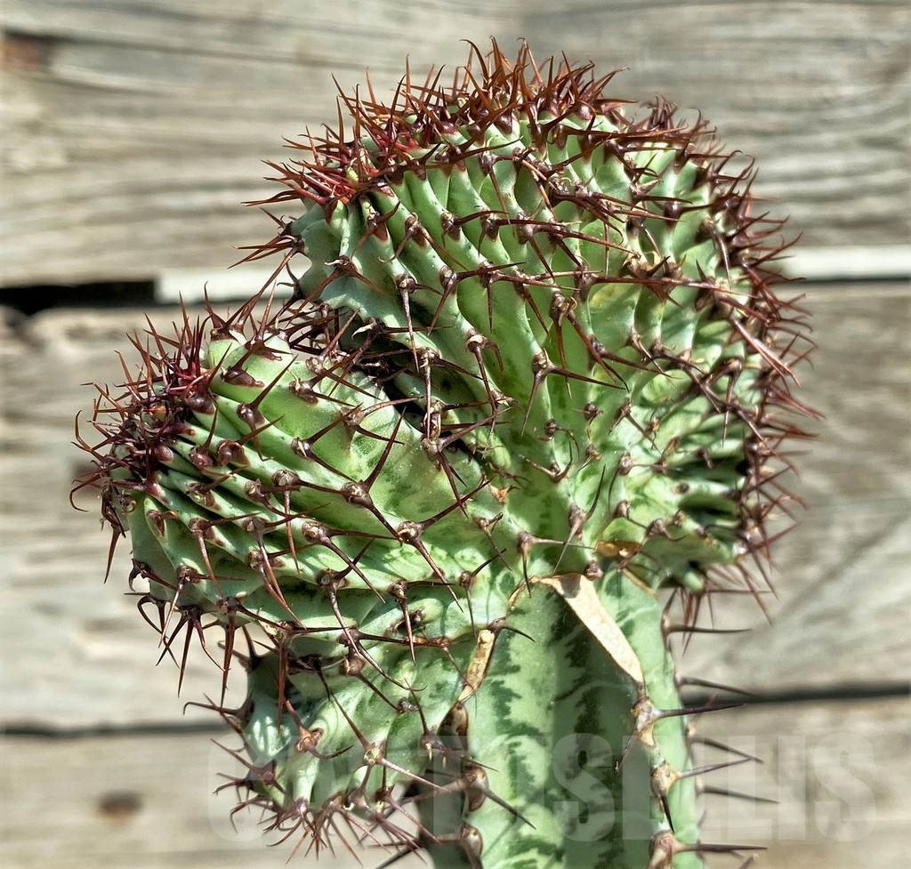 SHPR30386 Euphorbia confinalis f. cristata, grafted - Image 2