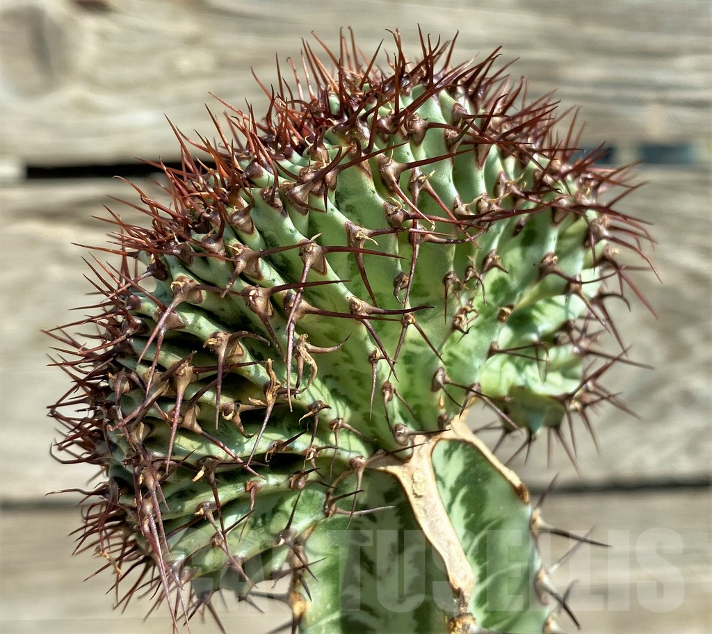 SHPR30387 Euphorbia confinalis f. cristata, grafted