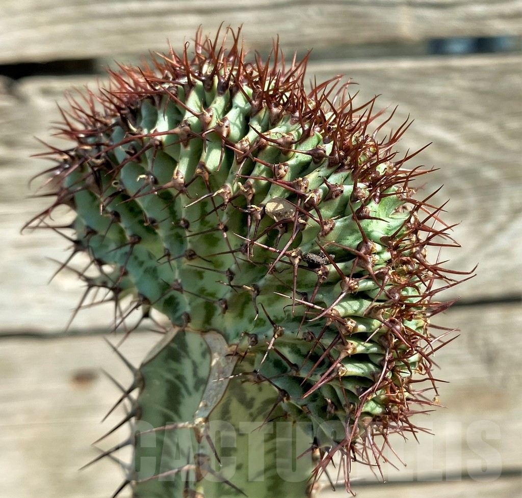 SHPR30387 Euphorbia confinalis f. cristata, grafted - immagine 2