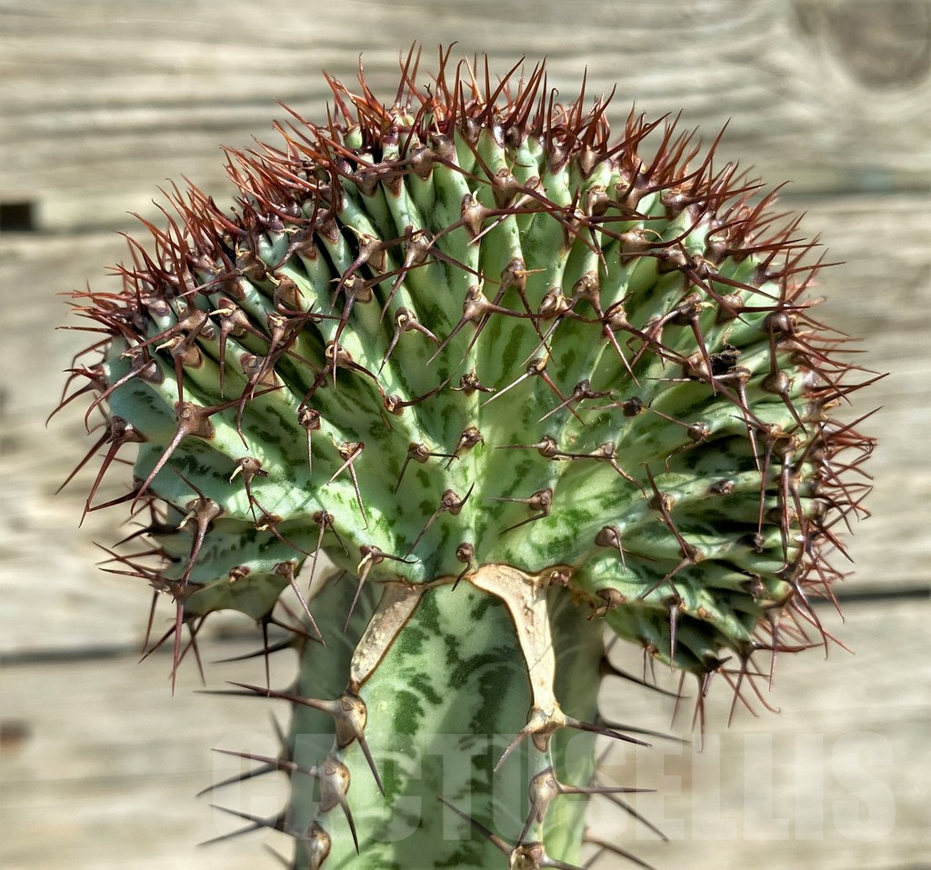 SHPR30387 Euphorbia confinalis f. cristata, grafted - immagine 3