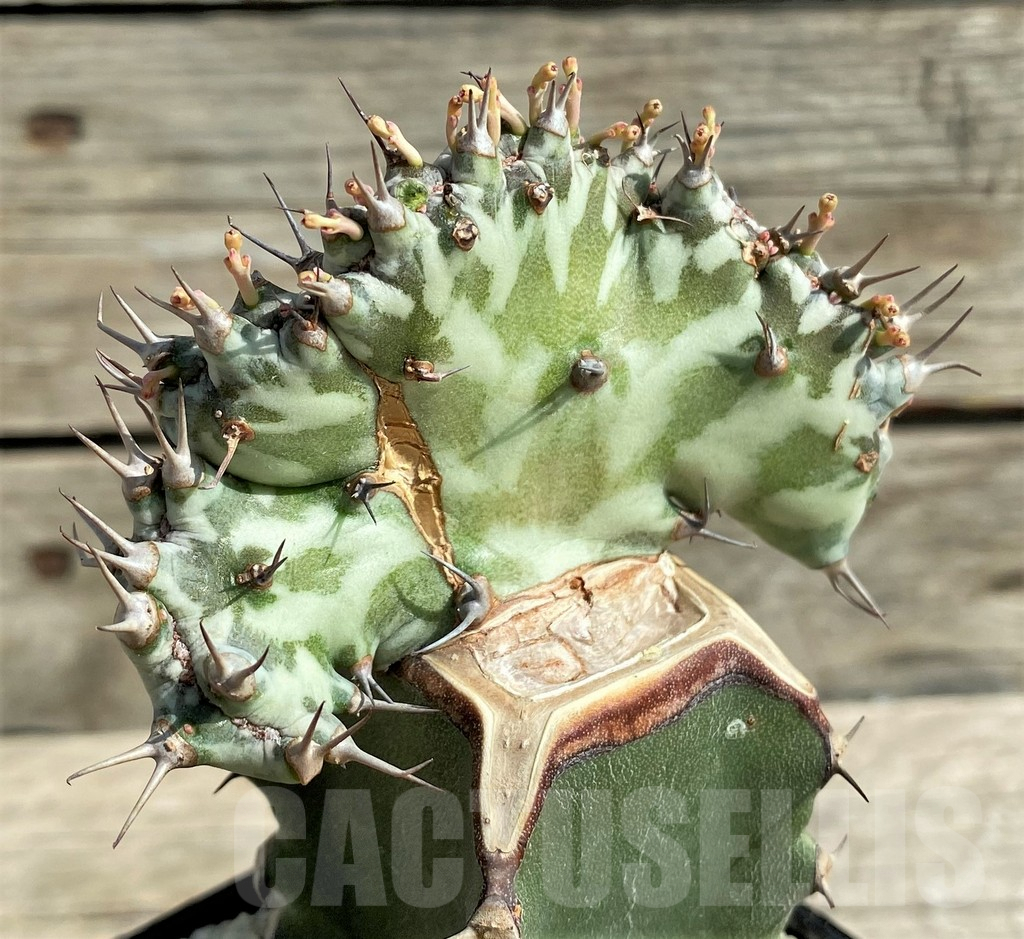 SHPR30388 Euphorbia horwoodii f. cristata, grafted - Image 3