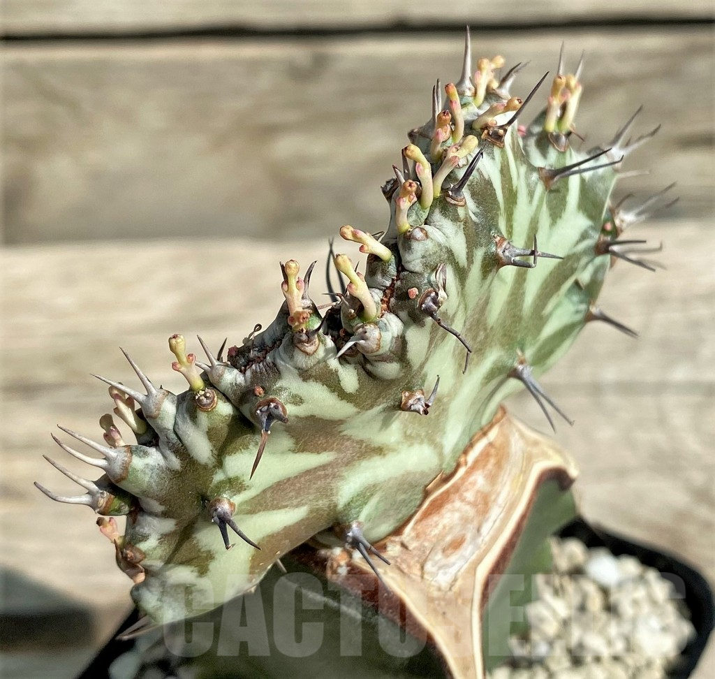 SHPR30388 Euphorbia horwoodii f. cristata, grafted - Image 2