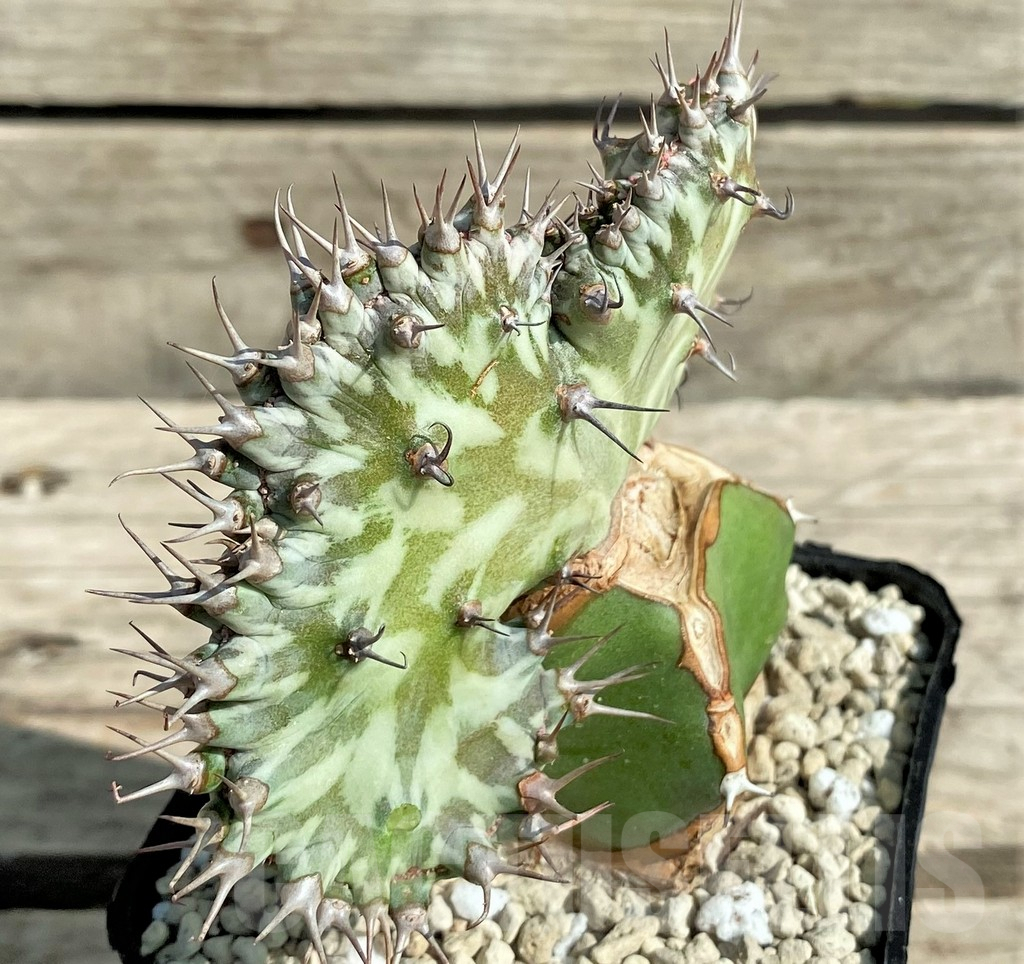 SHPR30389 Euphorbia horwoodii f. cristata, grafted - Image 2