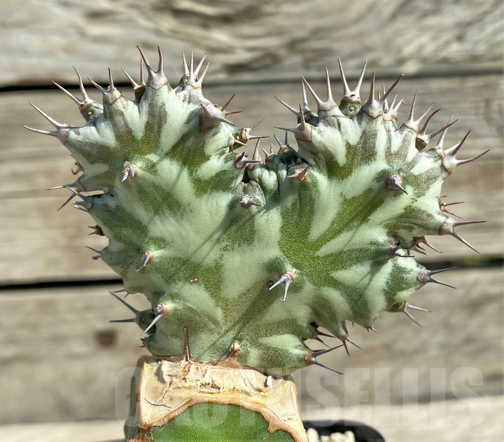 SHPR30390 Euphorbia horwoodii f. cristata, grafted - Image 2